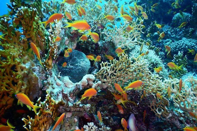Red Sea Diving Trip from Hurghada: Beginner to Advanced Divers - Key Things I’d Bank On