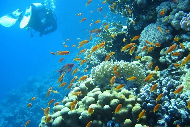 Red Sea Diving Trip from Hurghada: Beginner to Advanced Divers - First Stop for First-Timers: Calm Instruction and Clear Boundaries