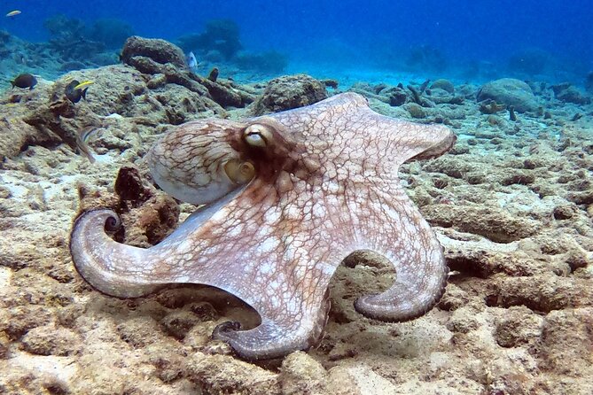Refresher Dive - House Reef open-water session to 12 meters, once you’re ready