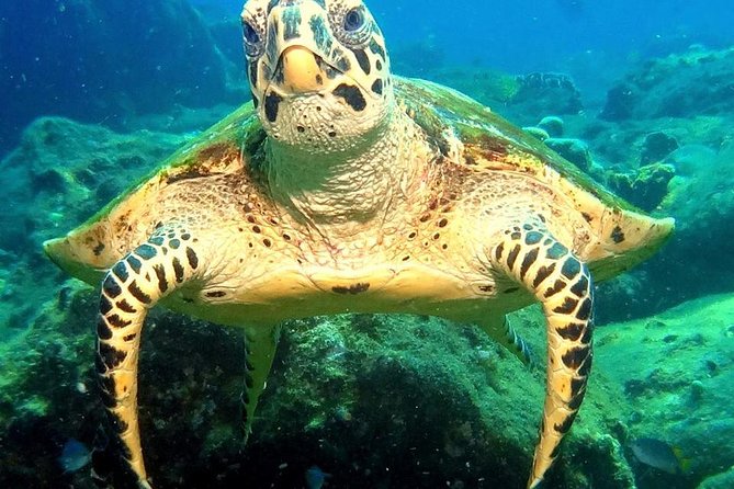 Refresher scuba diving trip, 3 dives at Racha Noi and Racha Yai - Koh Racha Noi: two relaxed sessions with fish and good visibility
