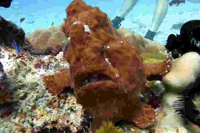 Refresher scuba diving trip, 3 dives at Racha Noi and Racha Yai - What you can realistically see: wildlife spotting tips for this itinerary