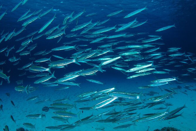 Refresher scuba diving trip, 3 dives at Racha Noi and Racha Yai - Small-group instruction you’ll feel in your first hour