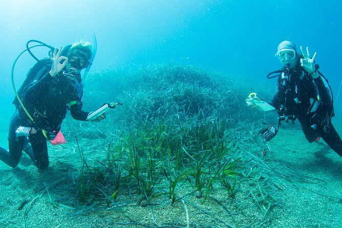 Research diving with a Marine Biologist in Crete - Key things you’ll notice