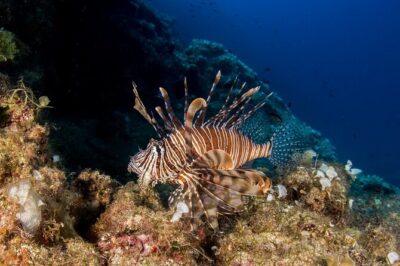 Research diving with a Marine Biologist in Crete - 8:30 am start at the PADI center and how the day flows