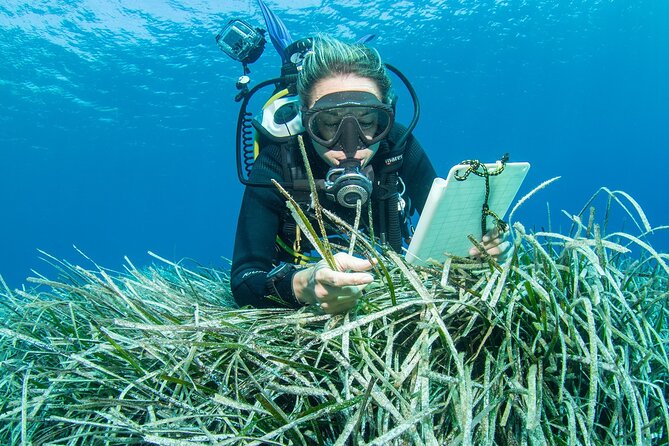 Research diving with a Marine Biologist in Crete - Back at the open-air lab: microscopes, samples, and a proper debrief