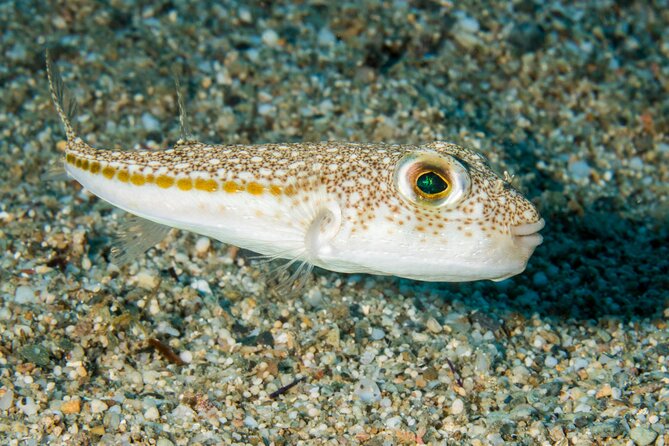 Research diving with a Marine Biologist in Crete - Who this is best for in Crete