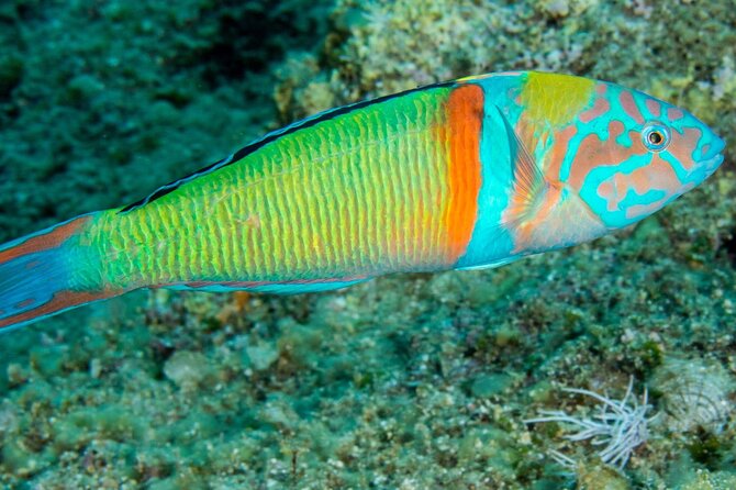 Research diving with a Marine Biologist in Crete - Should you book this marine biology day in Crete?