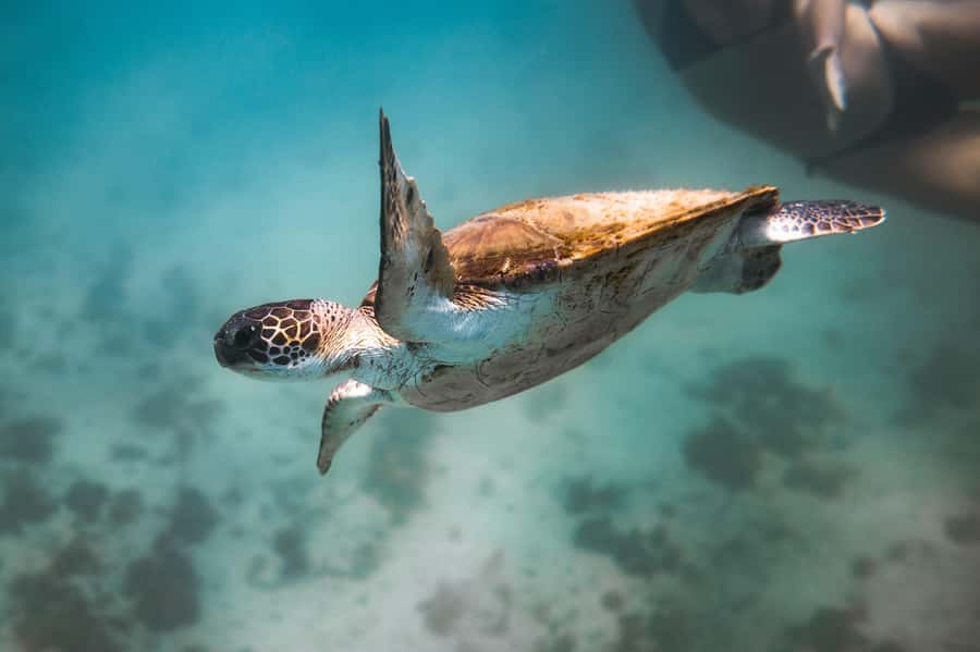 Rio: Best Dive Experience All Inclusive Scuba Diving Package - Certified divers: two tank sessions and the upside of smaller attention