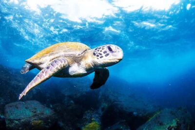 Rio de Janeiro: Arraial do Cabo Scuba Diving Day Trip - A Small Group on the Bus and Boat: What Max 6 Really Means