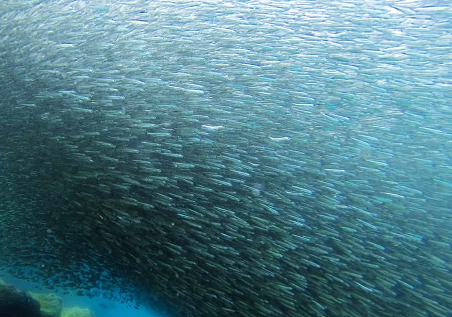 Rio de Janeiro: Arraial do Cabo Scuba Diving Day Trip - First-Timers vs Certified: How the Plan Actually Changes
