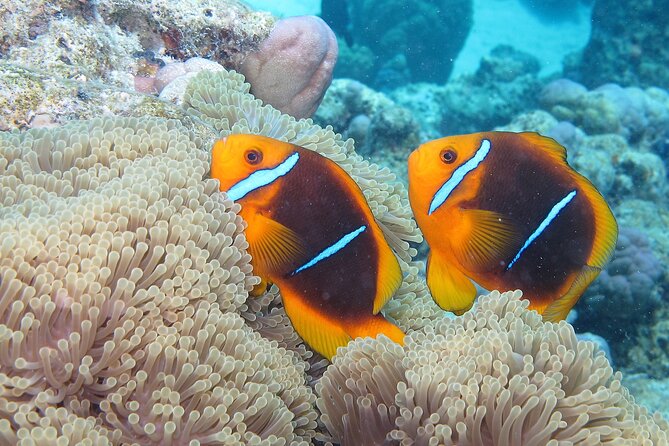 Romantic Dive for beginners in Bora Bora (2 people) with Video - Underwater and surface filming: why the video matters