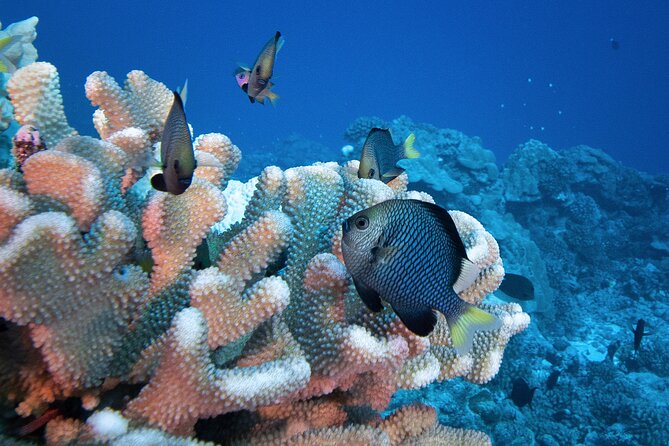 Romantic Dive for beginners in Bora Bora (2 people) with Video - Reviews that point to what you’ll likely feel during the session
