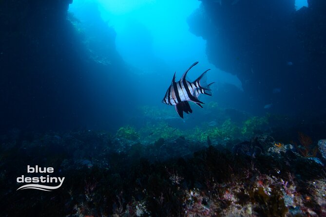 Rottnest Island Boat Dive Day Trip including Lunch - Fremantle morning: boarding the 68ft twin-deck catamaran