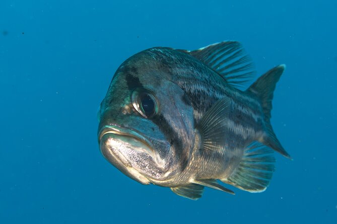 Rottnest Island Boat Dive Day Trip including Lunch - On the water: what the views add to your day