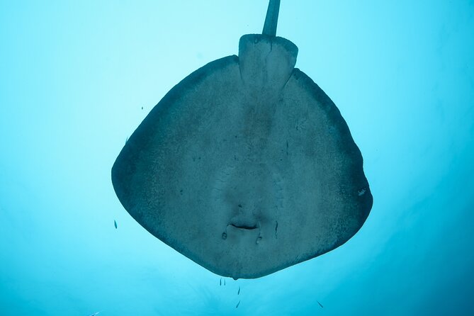 Rottnest Island Boat Dive Day Trip including Lunch - Lunch and snacks that actually keep you going