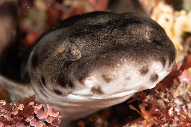 Rottnest Island Boat Dive Day Trip including Lunch - Who this trip suits (and who should look at alternatives)
