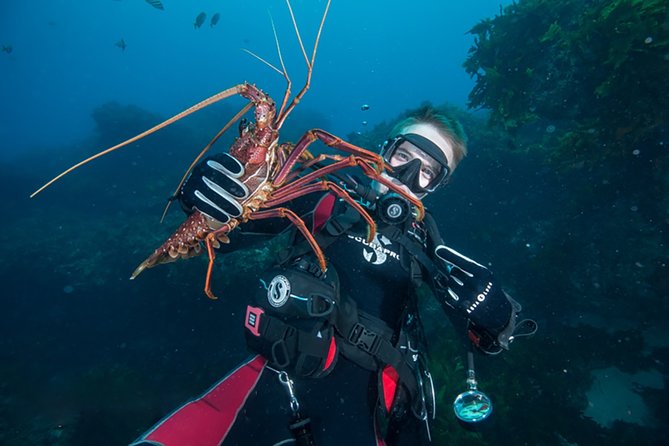 Rottnest Island Deep Dive Day Trips - Key highlights to know before you go