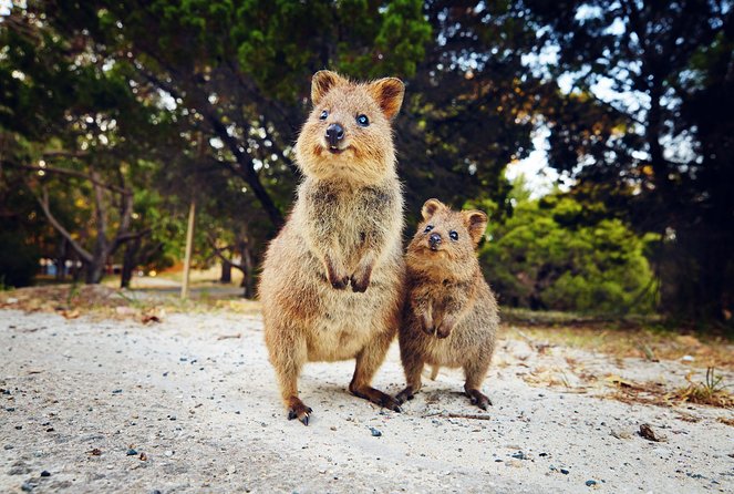 Rottnest Island Deep Dive Day Trips - Real-world considerations: visibility, rough water, and group vibe