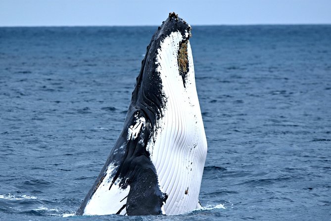 Rottnest Island Deep Dive Day Trips - The rhythm of your 8-hour day on Blue Destiny