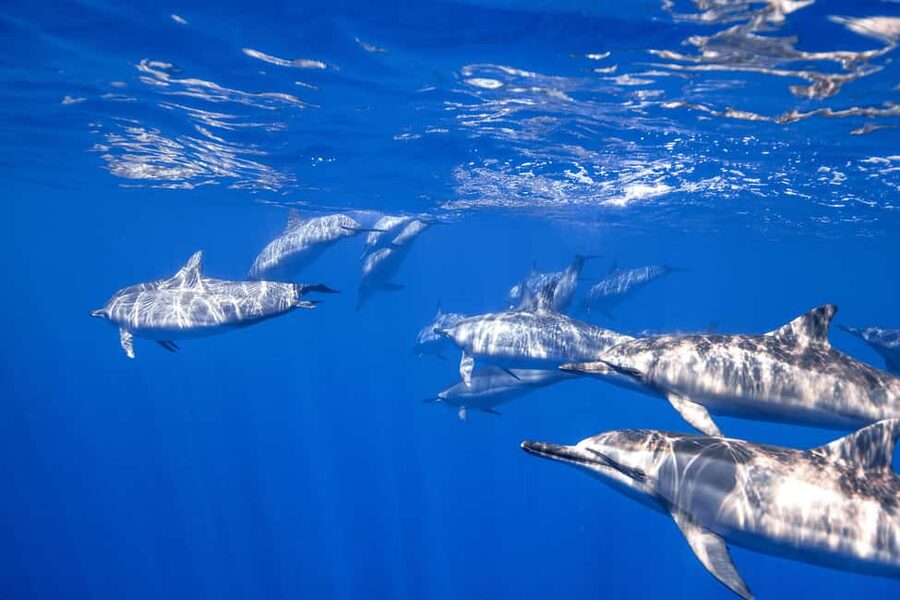 S. Tenerife: 2 Dives for Beginners (Beach + Boat Experience) - Why South Tenerife is a smart pick for a first scuba try