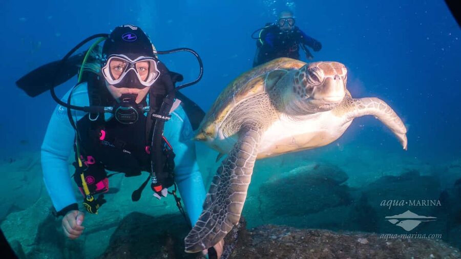 S. Tenerife: 2 Dives for Beginners (Beach + Boat Experience) - What you’ll likely see: turtles, dolphins, and the real ocean vibe