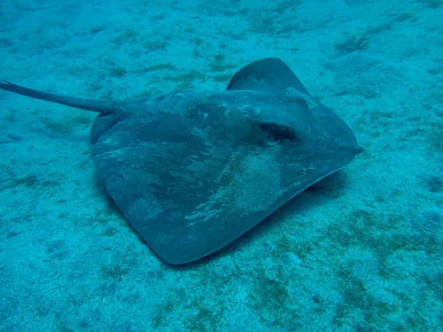 S. Tenerife: 2 Dives for Beginners (Beach + Boat Experience) - Equipment, included extras, and what costs extra