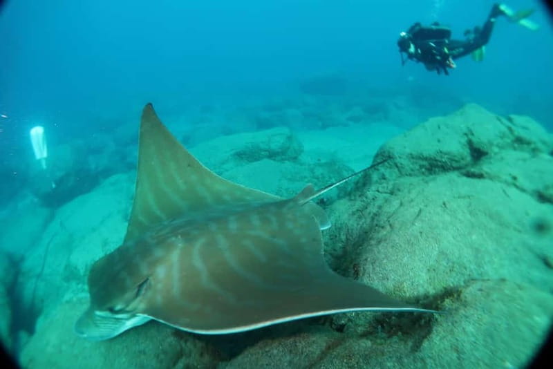 S. Tenerife: 2 Dives for Beginners (Beach + Boat Experience) - Price and value: what $135 really buys you