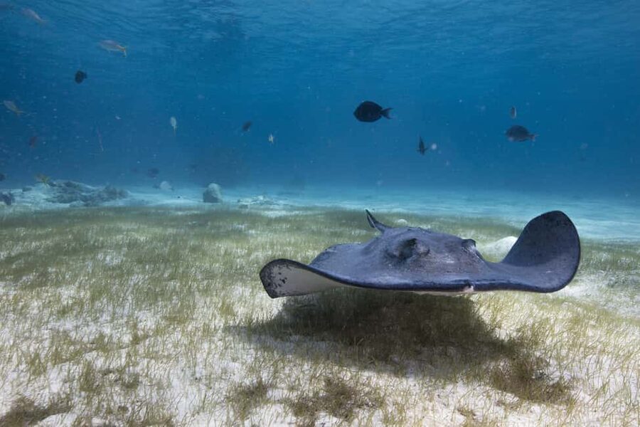 S. Tenerife: 2 Dives for Beginners (Beach + Boat Experience) - Who this is best for (and who should skip)