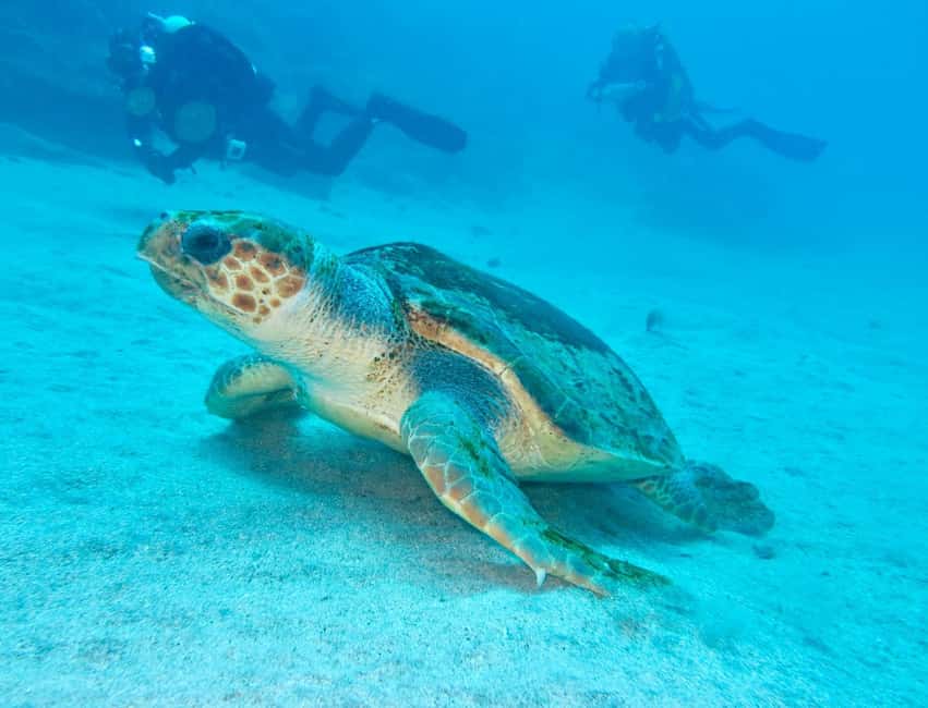 S. Tenerife: 2 Dives for Beginners (Beach + Boat Experience) - My booking checklist before you show up