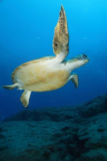 S. Tenerife: 2 Dives for Beginners (Beach + Boat Experience) - Aqua-Marina in Playa de las Américas: what you’re really paying for