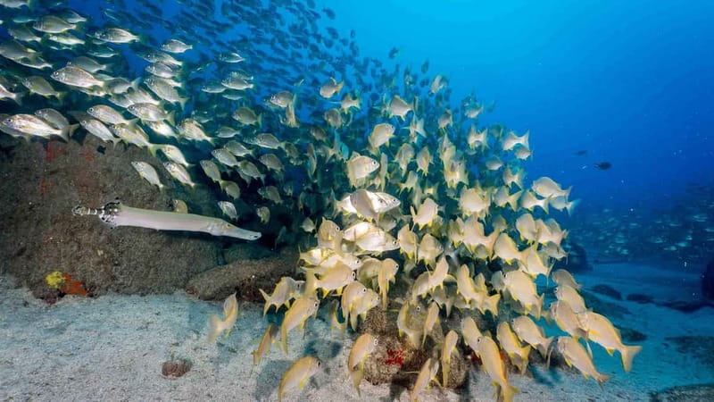 S Tenerife: Guided Boat Dive for Qualified Divers - First stop: Playa de las Américas kit-up and briefing that actually matters