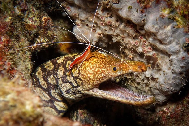 S Tenerife: Guided Boat Dive for Qualified Divers - Marine life expectations: what to look for without getting tunnel vision