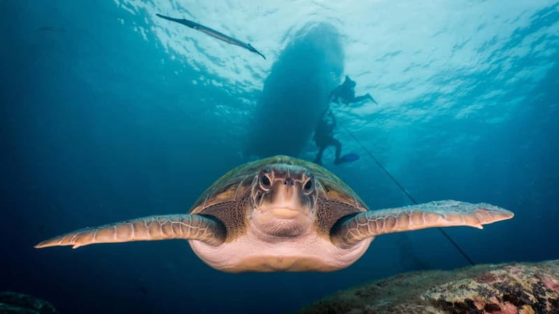 S Tenerife: Guided Boat Dive for Qualified Divers - Price and value: is $77 for 2.5 hours actually fair?