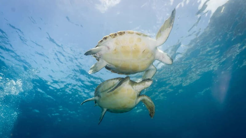 S Tenerife: Guided Boat Dive for Qualified Divers - Practical tips so your day runs smoothly
