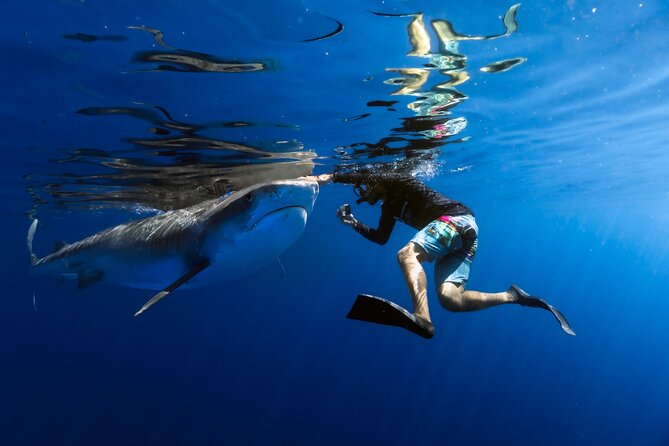 Safe and Educational Shark Dive from Haleiwa: Sharks Guaranteed - Key highlights before you go