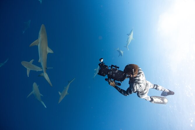 Safe and Educational Shark Dive from Haleiwa: Sharks Guaranteed - Snorkeling Setup: Gear, Rope, and How Many Times You Get In the Water