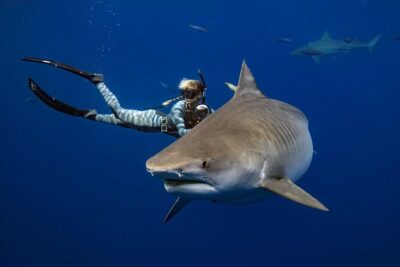 Safe and Educational Shark Dive from Haleiwa: Sharks Guaranteed - The Pre-Water Briefing: Reading Shark Behavior and Staying Calm