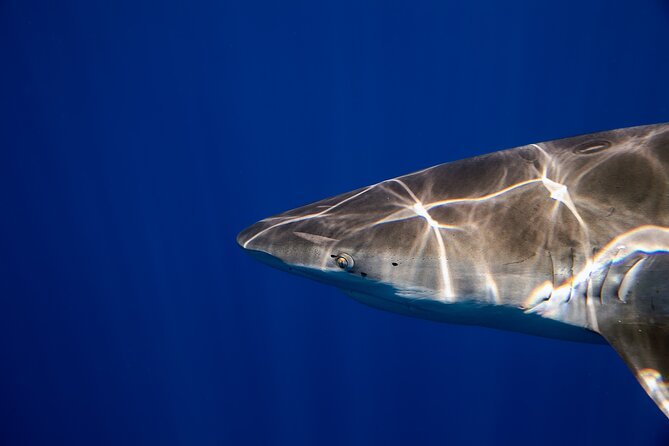 Safe and Educational Shark Dive from Haleiwa: Sharks Guaranteed - Species Spotting in Oahu Waters: Sharks, Whales, and Pelagic Fish