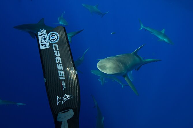 Safe and Educational Shark Dive from Haleiwa: Sharks Guaranteed - MANO and the Hawaii Shark Count: Why This Matters Beyond Your Trip