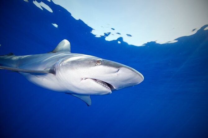 Safe and Educational Shark Dive from Haleiwa: Sharks Guaranteed - The People on the Boat: Safety First, With Real Personalities