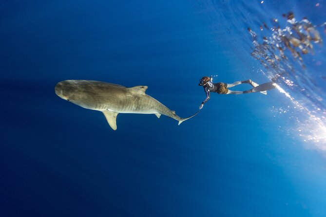 Safe and Educational Shark Dive from Haleiwa: Sharks Guaranteed - Value Check: Is $165.71 Reasonable for This Level of Coaching?