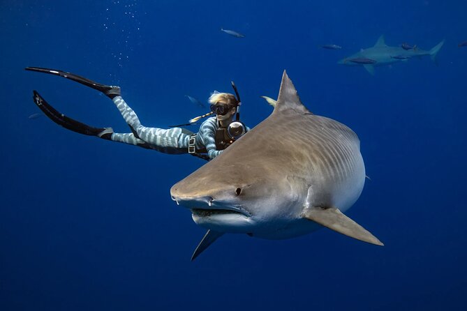 Safe and Educational Shark Dive from Haleiwa: Sharks Guaranteed - The Pre-Water Briefing: Reading Shark Behavior and Staying Calm