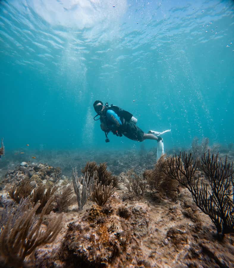 San Andres: Scuba Diving Experience with Hotel Pickup - Wildlife and visibility: what you’ll likely notice first