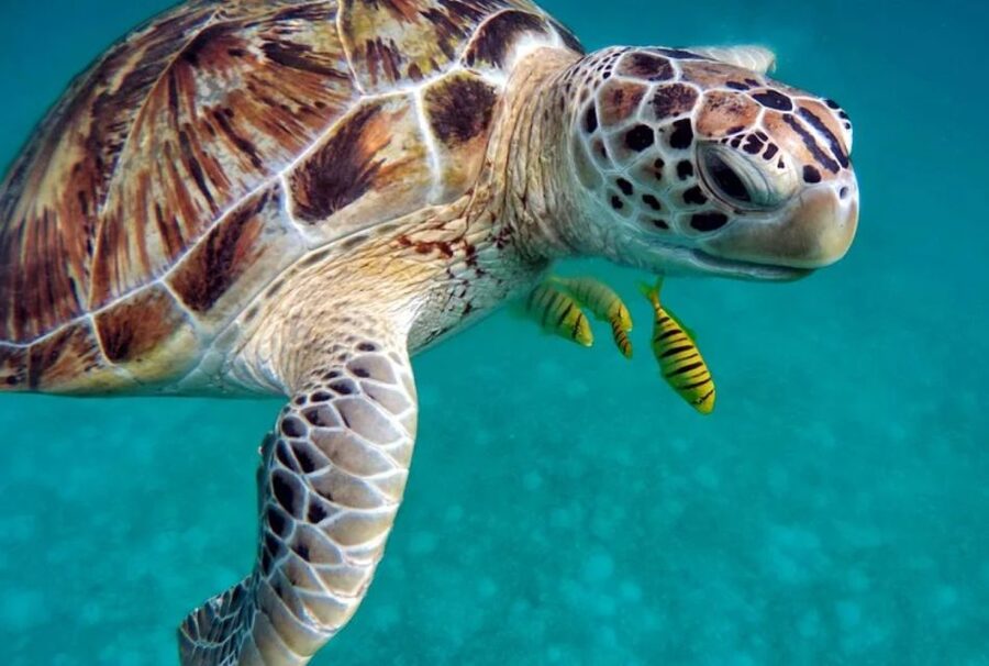 San Domino, Tremiti: try scuba, first diving experience - Key highlights you’ll care about