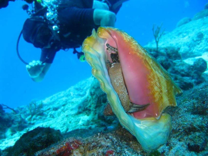 San Domino, Tremiti: try scuba, first diving experience - Gear up, breathe easy: preparation with your instructor