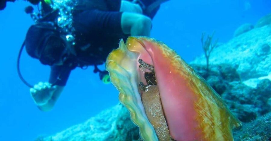 San Domino, Tremiti: try scuba, first diving experience - Meeting at Aquodiving Tremiti: where the experience starts