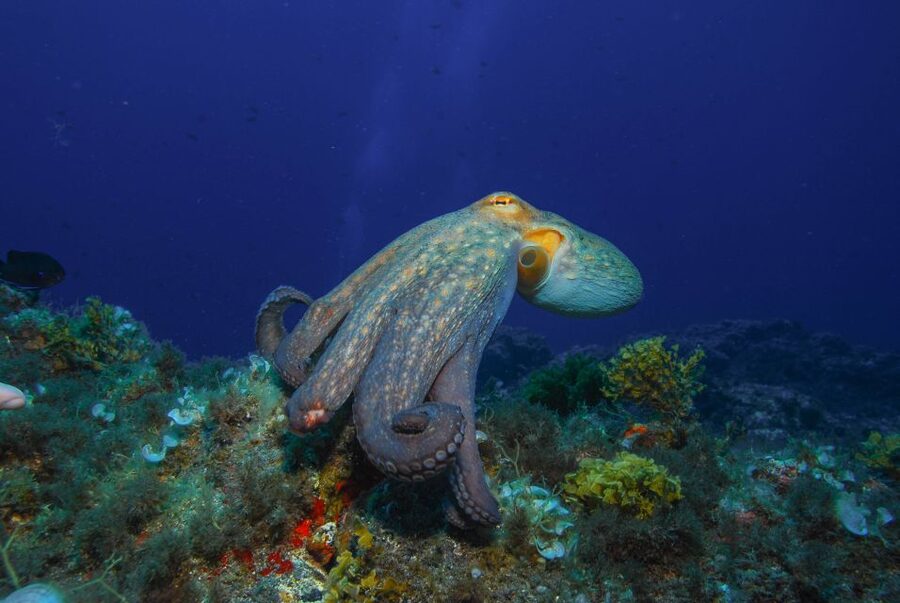 Santa Cruz de Tenerife: PADI Introductory Dive - Key things to know before you go