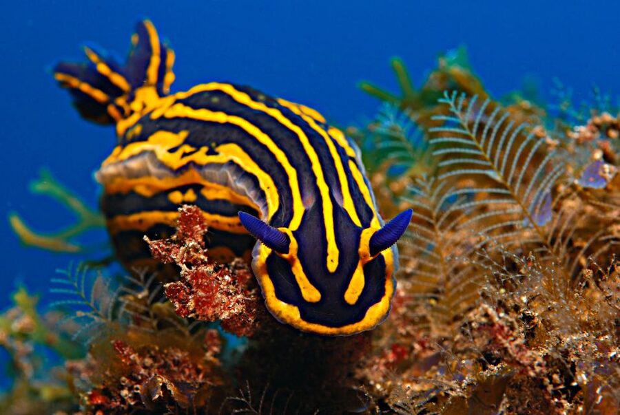 Santa Cruz de Tenerife: PADI Introductory Dive - Gear setup and wetsuit time: where most first-timers actually need help