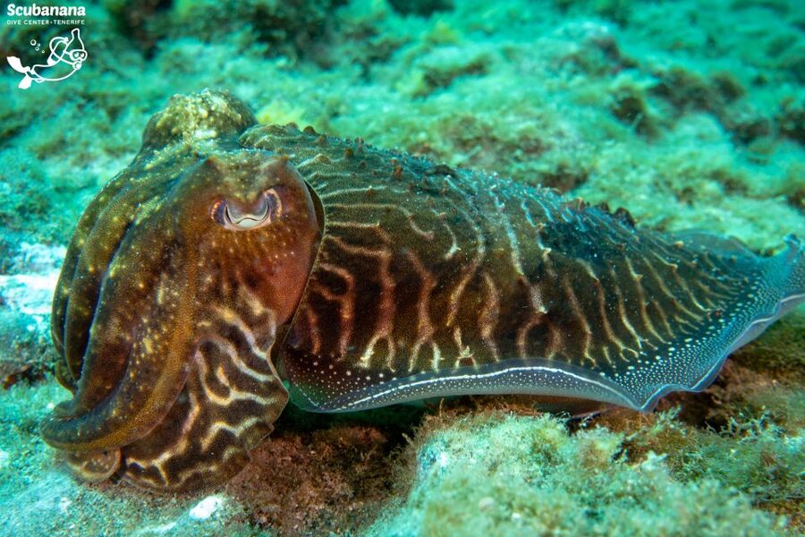 Santa Cruz de Tenerife: PADI Introductory Dive - The underwater skills practice at Radazul Beach: what you’ll do in the water