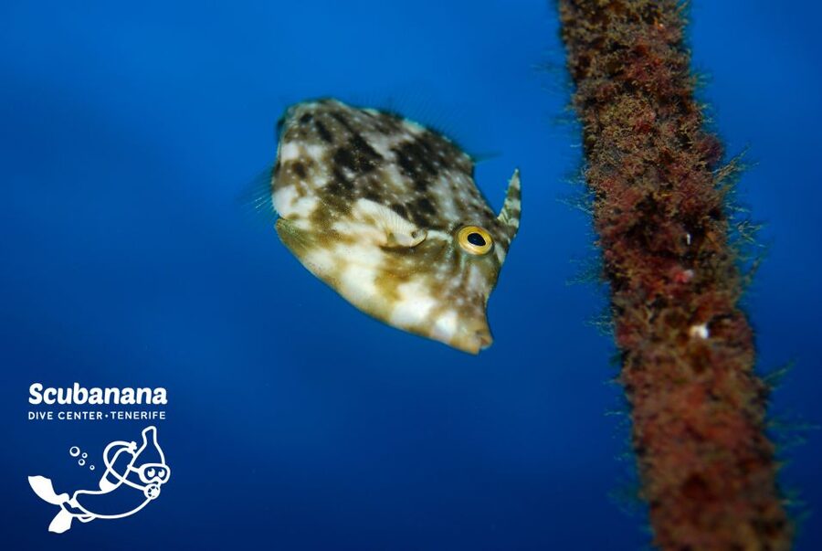 Santa Cruz de Tenerife: PADI Introductory Dive - Following the instructor and spotting fish at a respectful distance
